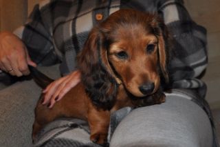 Jamnik d�ugow�osy NAILA